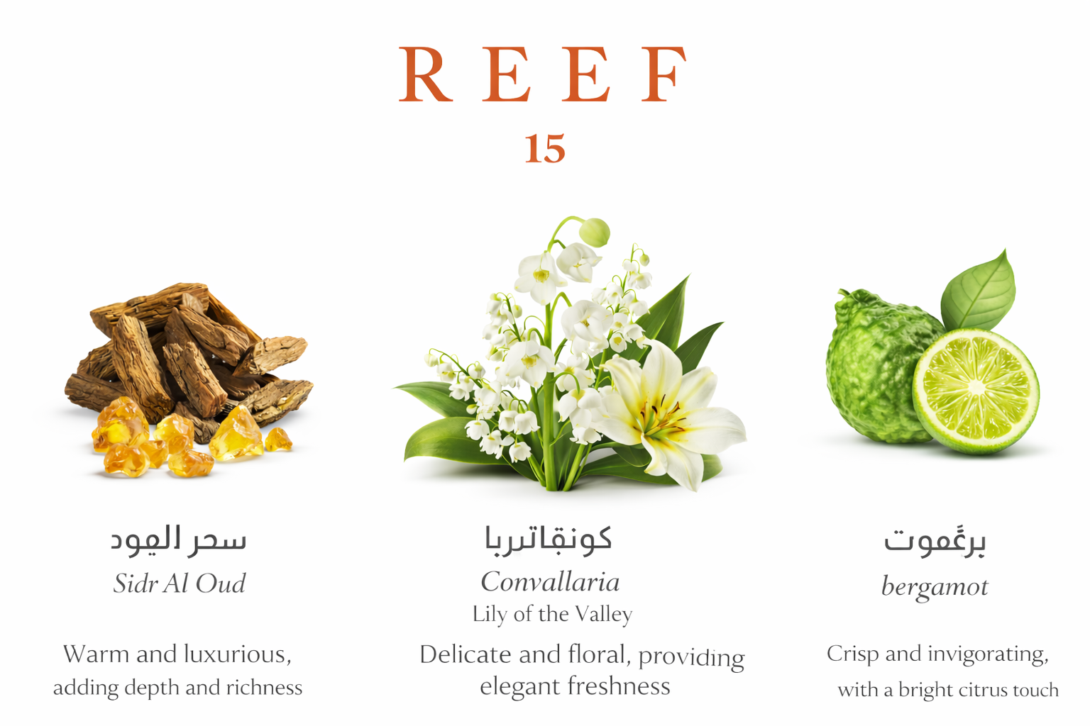 Reef 15 perfume ingredients bergamot lily of the valley and oud fragrance notes UK by MarySophora.com